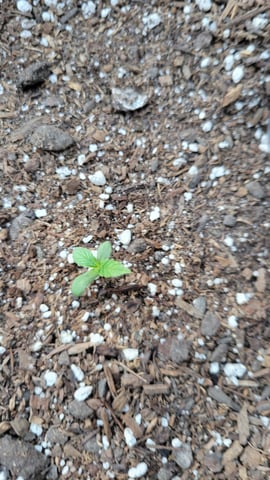 purple Kush, and Extra Large Kush — seedling_rooting, day 1