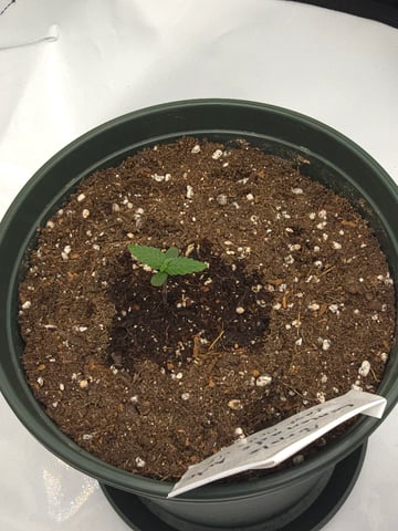 Fast Buds - Purp Lemonade — seedling_rooting, day 8
