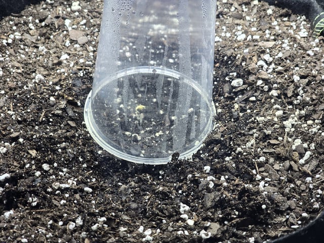 Autos AGAIN — germination, day 4