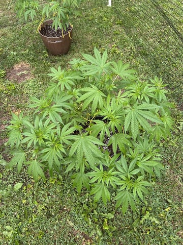 2026 Outdoor — vegetative, day 64
