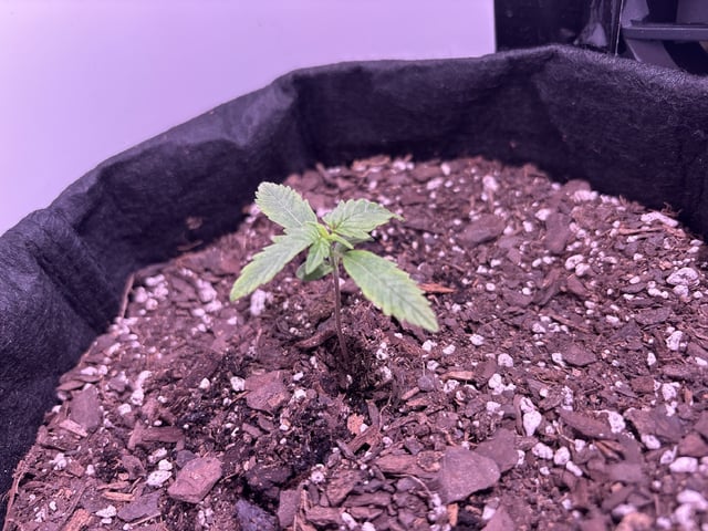My First Grow — vegetative, day 16