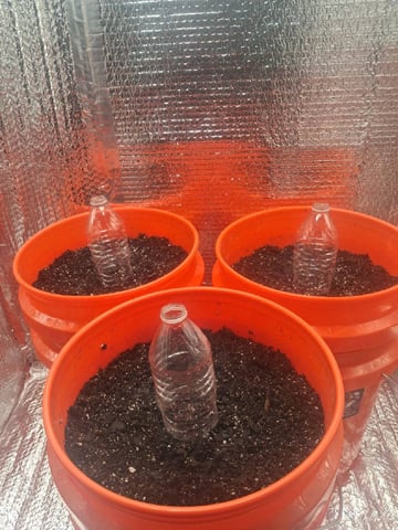 mendo breath-white widow-pilot light — grow_setup, day 1