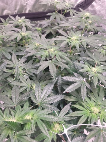 herbies free seed — flower, day 102