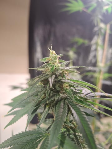 Lets start from the beginning — flower, day 130