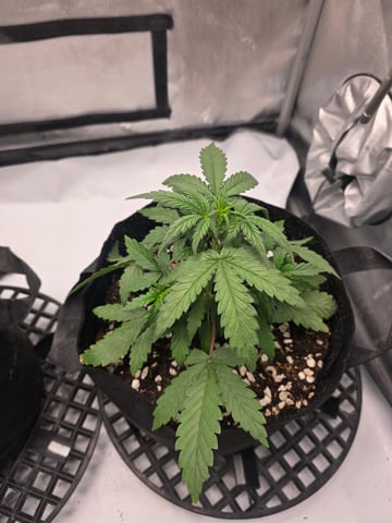 Dream beans burnt garlic — vegetative, day 22