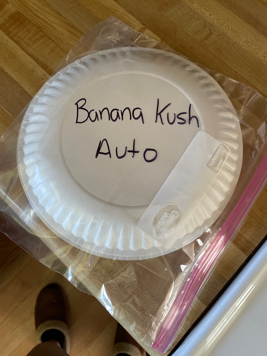 Banana Kush Auto Seed Supreme