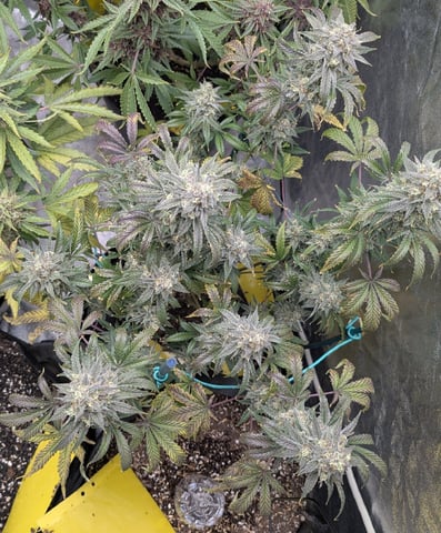 Mixed Grow — flower, day 111