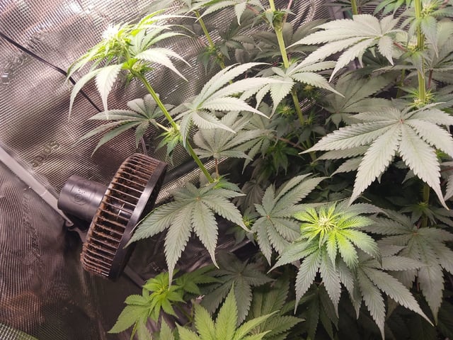 Gorilla Sherbert Feminized From Blimburn Seeds  — flower, day 53