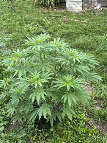 2026 Outdoor — vegetative, day 78