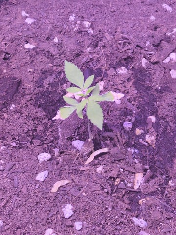 Audrey III — vegetative, day 29