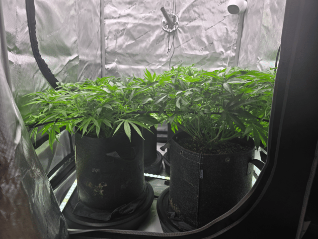 Purple Haze  — vegetative, day 45