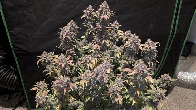 Perpetual Autoflower Mixed Grow #3 — flower, day 92