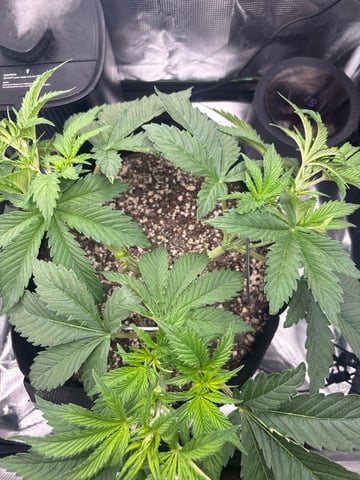 Blackberry Kush — vegetative, day 27