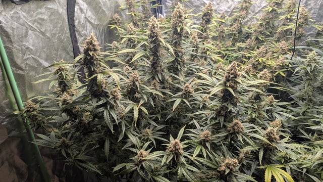 Strawberry Cheesecake Seedsman Seeds Autoflowers x2 — flower, day 91