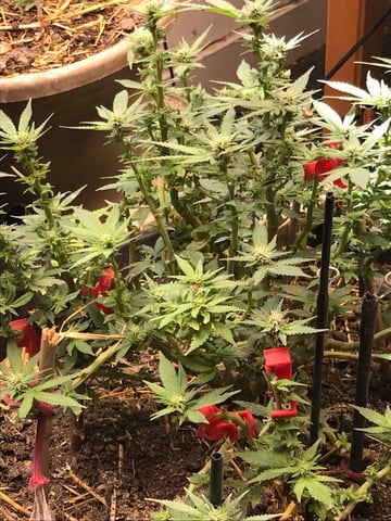 jay seaton  — done, day 251