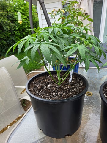 Banana Kush / Durban Poison / C99-Riddle OG — vegetative, day 26