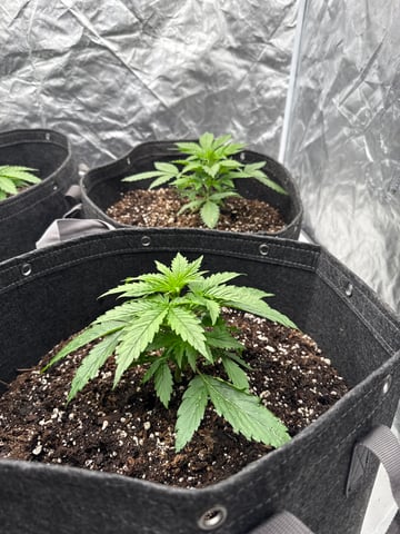Pineapple  — vegetative, day 8