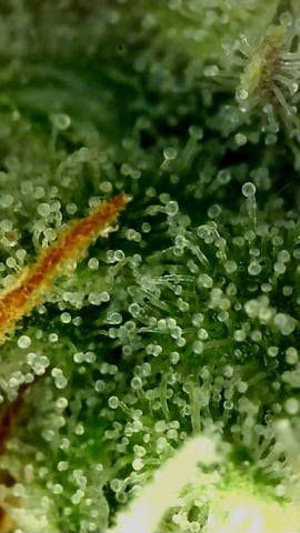 Experimental DIY Run — flower, day 29