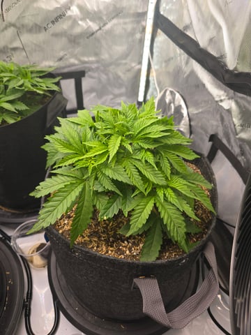 Purple Haze  — vegetative, day 19