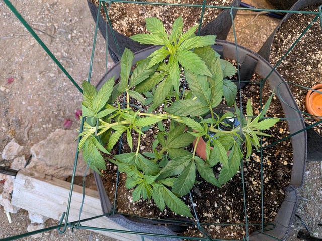 October Start — vegetative, day 53