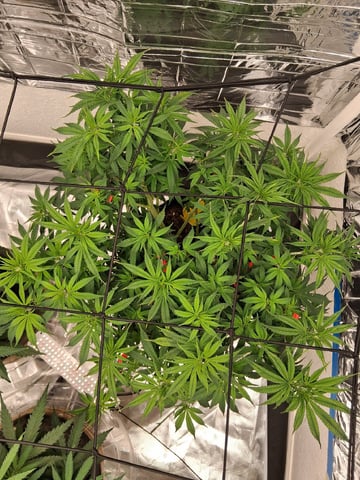 Seedman mix auto & seedman mix auto & GodFather OG — auto, day 56