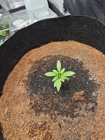 Swiss 1 — vegetative, day 2