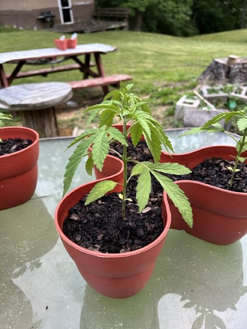 2026 Outdoor — seedling_rooting, day 10