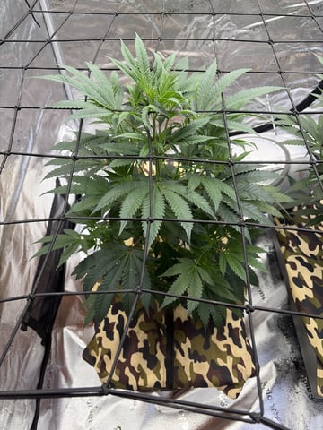 Humboldt, Hella Jelly. Jelly Donut  — flower, day 45