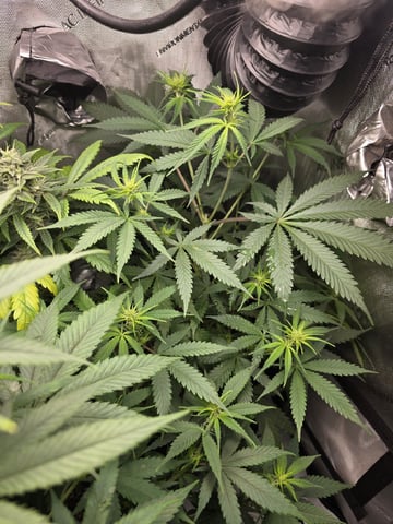 Coco Grow — vegetative, day 57