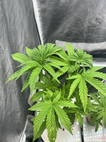 Humboldt Chicken N Wafflez — vegetative, day 40