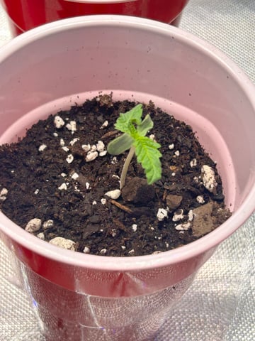 First Ever Grow GT — seedling_rooting, day 5