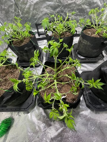 1st Ever Grow (GodFather OG) (Coco) — vegetative, day 53