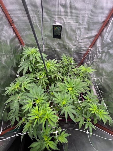 Grow #2 2x2x4