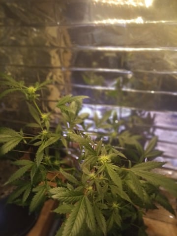 Queen Royal Autoflower 