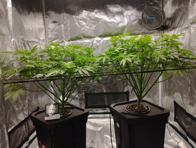 First Grow - - - Hydroponic - - - Roswell Code (2 plants)  — flower, day 6