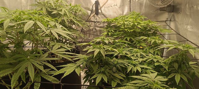 First Time Growing  — flower, day 45