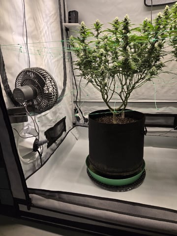 Zoap & Mimosa x OrangePunch — flower, day 99