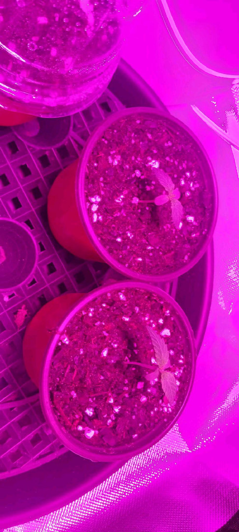 Alien Vs Triangle (Meph)