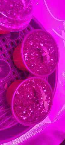 Alien Vs Triangle (Meph)