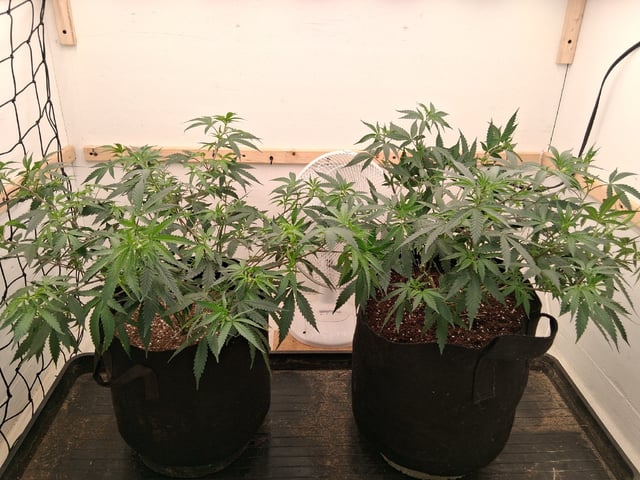 Round 2 — vegetative, day 1