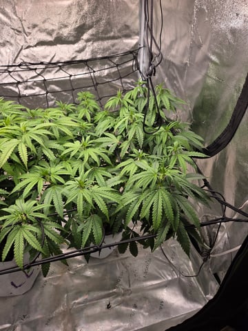 Lhotse 1 and 2 — flower, day 8