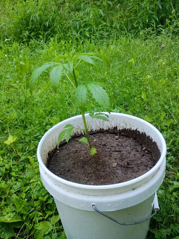 2nd Grow — vegetative, day 41