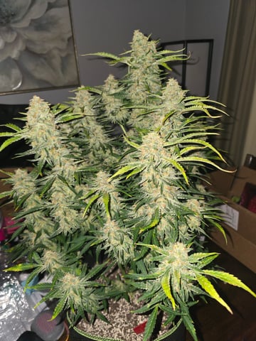 2nd Autoflower Indoor Grow — flower, day 81