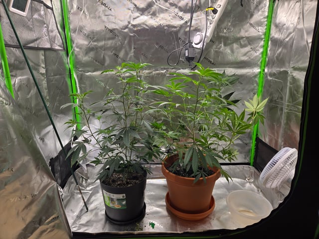 Evermore clones — vegetative, day 30
