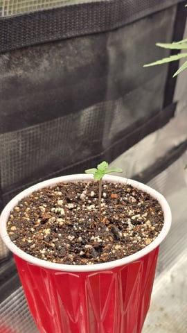 Blueberry Swirl — seedling_rooting, day 2