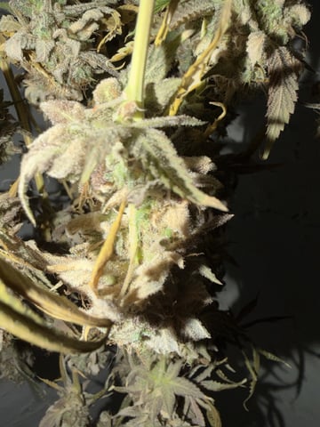  Trying to go big — harvest, day 168