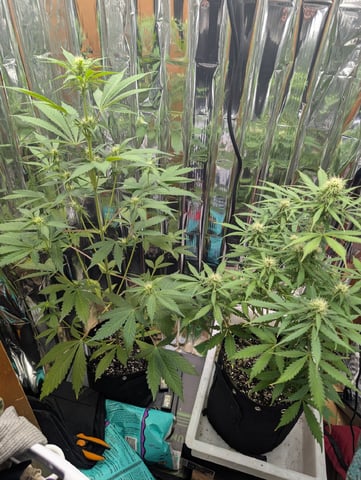 Zkittlez (Auto) — flower, day 65