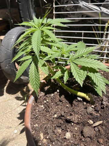 3masketeers — vegetative, day 38