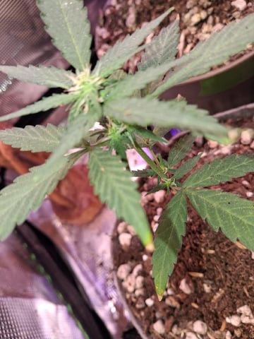 First Lagit Grow — vegetative, day 10