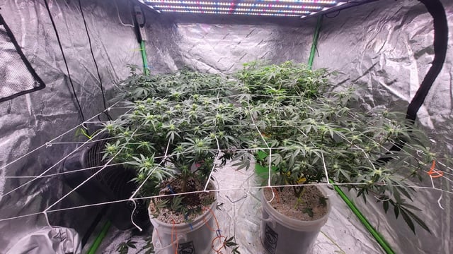 1st grow indoors(cardboard box to 2x2x4 to 5x5x6) — flower, day 100